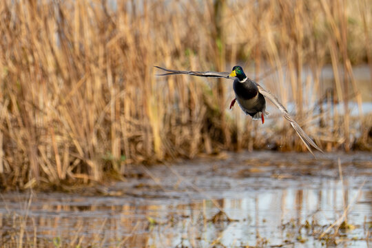 Mallard With Cupped Wings  Lands in a Protected Wetland