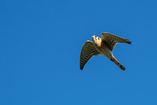 American Kestrel in Flight Darts Overhead While Hunting