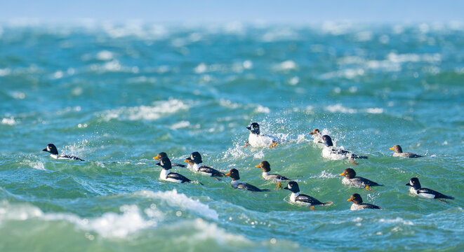 Barrow's Goldeneye Ducks Navigate Stormy Seas