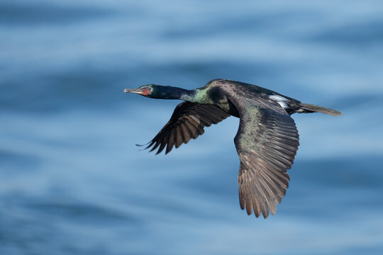 Iridescent Pelagic Comorant in Flight Over Blue Water