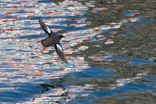 Pigeon Guillemot in Flight Over Colorful Smooth Dappled Water