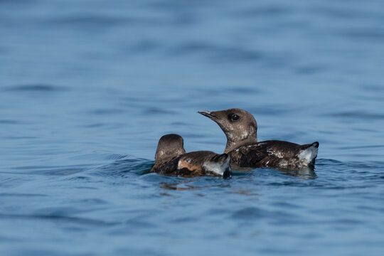 Pair of Marbled Murrelets Swimming on Puget Sound