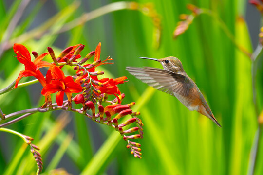 Female Rufous Hummingbird at Crocosmia Flowers