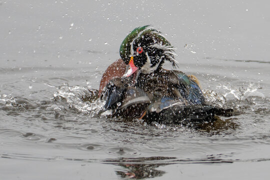Beautiful Male Wood Duck Splashes in Marsh