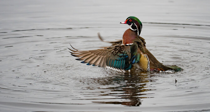 Beautiful Male Wood Duck Shakes Off Wings in Marsh