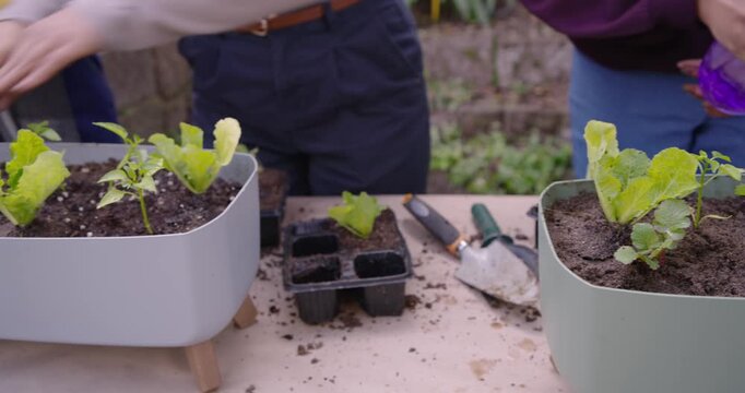 Diverse women removing seedlings from tray, planting in planters, misting purple bottle for garden