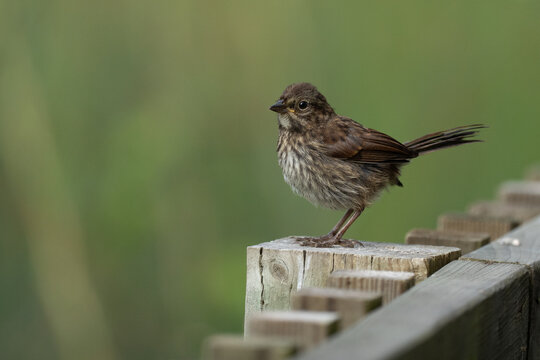 Plucky Immature Song Sparrow on Post