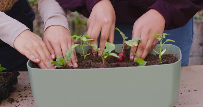 African American and Indian women prompted by tray planting seedlings in planter on garden table