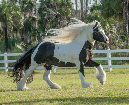 adult male Gypsy Vanner Horse gelding runs in grass field with white fence