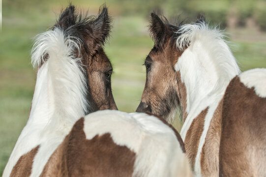 juvenile female Gypsy Vanner Horse filly foals together