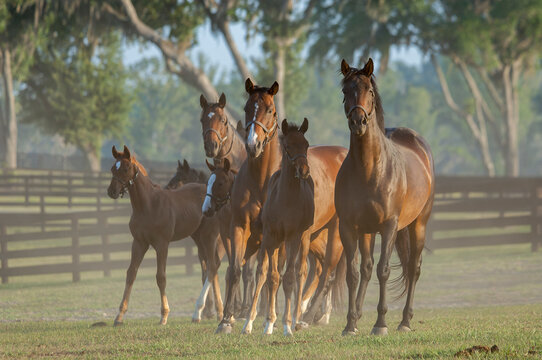 Herd of Thoroughbred mares and foals hudled close in grass field