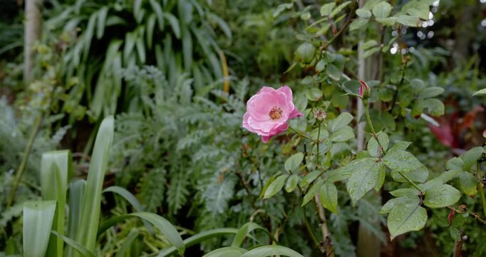 Camera tightening right, bringing bloom closer as breeze swaying pink rose with droplets in garden