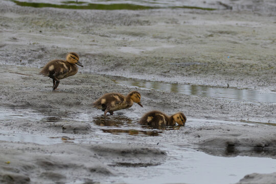 Young Mallard Ducklings Prowl a Mudflat for Food
