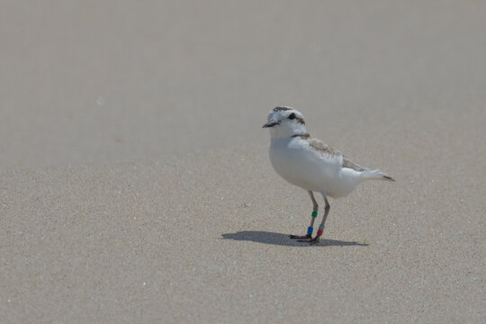 Endangered Snowy Plover with Leg Bands on Nehalem Oregon Beach