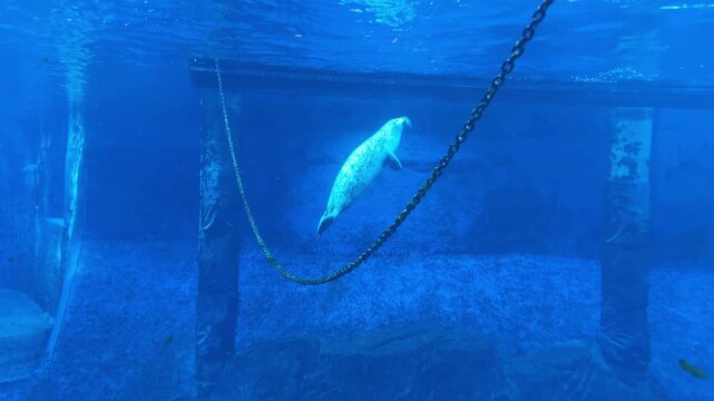 Harbor seal swimming underwater in blue aquarium tank