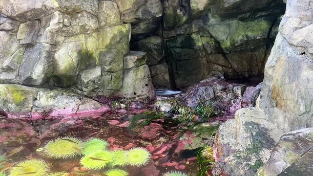 Green sea anemones in rocky tide pool with pink coralline algae