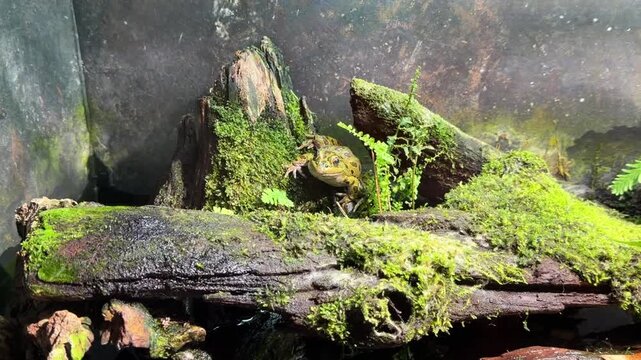 Northern leopard frog on mossy log in terrarium