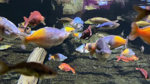 Colorful rainbowfish swimming in freshwater community aquarium