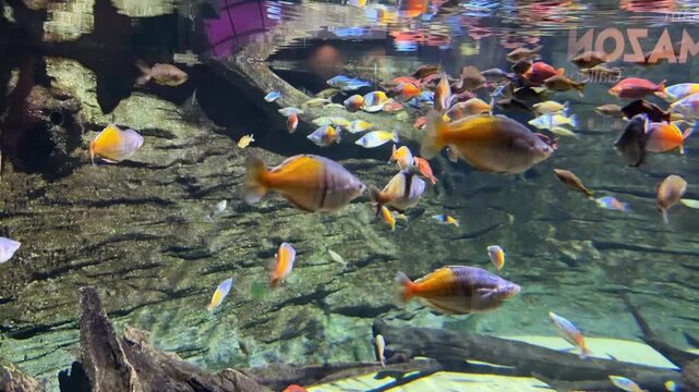 Colorful rainbowfish swimming in freshwater community aquarium