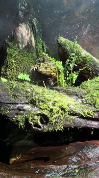 Northern leopard frog on mossy log in terrarium