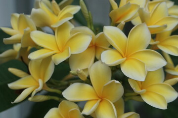 Beautiful yellow color of Plumeria flower growth in the garden © Rudi