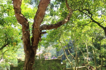 Fototapeta premium Twisted Tree Trunk Bark Close Up