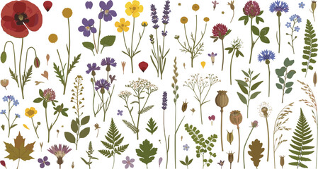 Wildflower botanical vector illustration collection featuring poppy lavender chamomile and fern leaves for organic cosmetic packaging wedding stationery and textile pattern design © AntarChandra