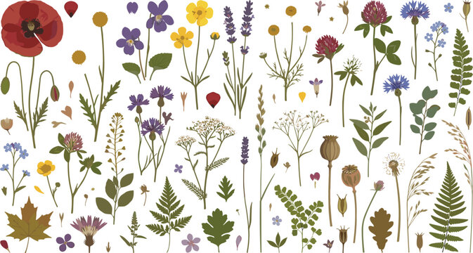Wildflower botanical vector illustration collection featuring poppy lavender chamomile and fern leaves for organic cosmetic packaging wedding stationery and textile pattern design