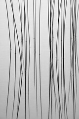 Vertical lines of scirpus stems create a geometric pattern with water reflections. © chrissie