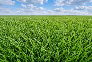 Obraz premium Lush green grass field under blue sky with white clouds