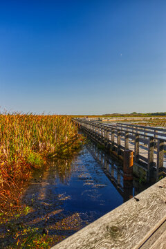The golden hour is beautified by the moon in the sky and the wild grass in the marsh land. . Point Pelee National Park, ON, Canada