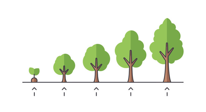 Tree growth stages illustration of forest development from seedling to mature
