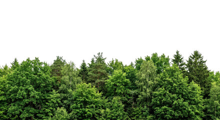 Fototapeta premium A dense green forest canopy with varied trees against a bright white sky, creating a natural, fresh, and vibrant outdoor scene.