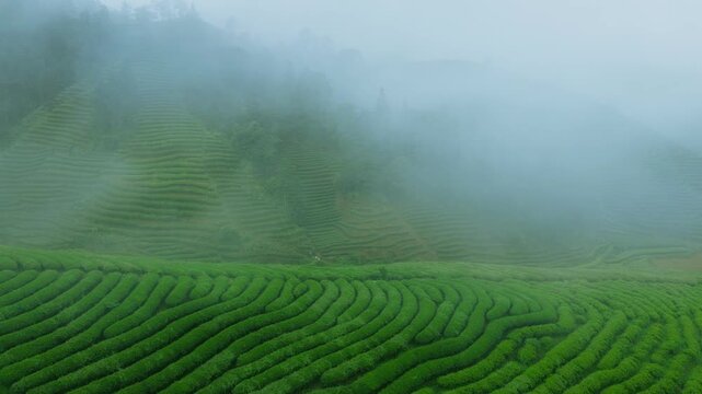 Misty Morning Over Terraced Tea Plantation