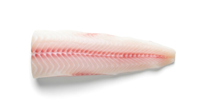 Raw tilapia fish fillet, healthy food ingredient, isolated on white background