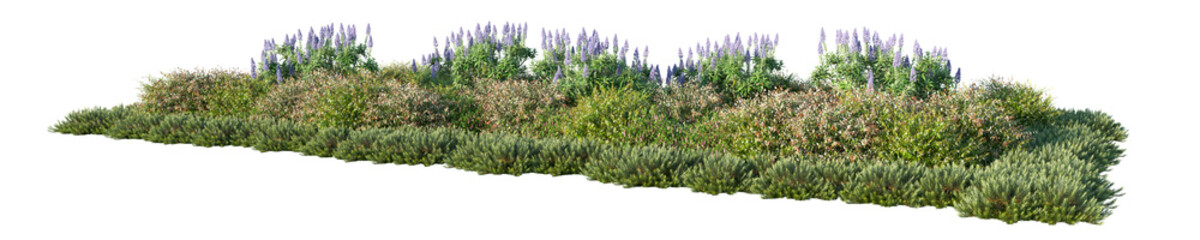 Obraz premium Pride of Madeira Isolated PNG, Mediterranean Mixed Shrub Border, Transparent Background