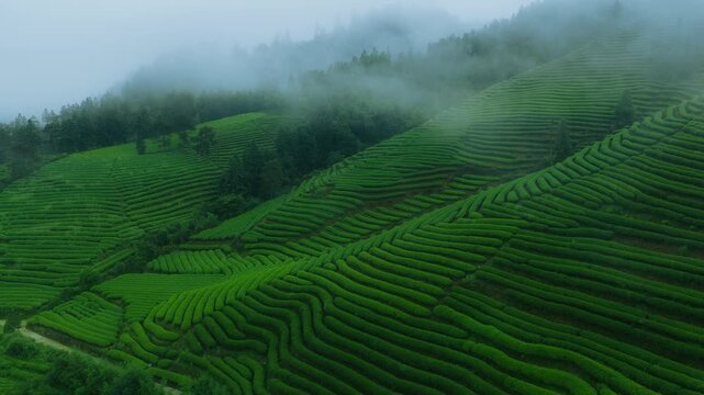 Aerial View of Lush Terraced Tea Plantation in Mist