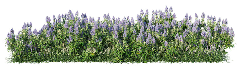 Fototapeta premium Pride of Madeira Isolated PNG, Flowering Mixed Shrub Border, Transparent Background