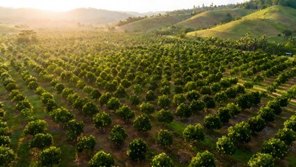 Fototapeta premium Aerial View of Tropical Jackfruit Plantation and Sustainable Agriculture