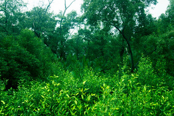 Fototapeta premium Green forest growing in nature
