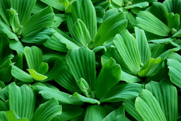 Fototapeta premium The plant has dark green leaves that emerge in the water.