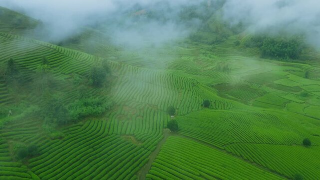 Aerial view of lush green tea terrace fields in misty mountains