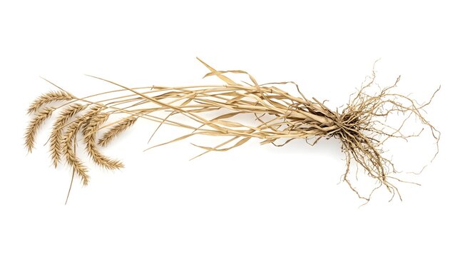 Whole Dried Blue Grama Grass Bouteloua Gracilis Medicinal Plant with Intact Roots and Seed Heads Isolated on White Background