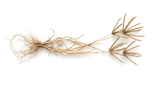 Whole Dried Goosegrass Plant Eleusine Indica with Intact Roots for Traditional Herbal Medicine Isolated on White Background