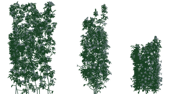 Tr&ecirc;s plantas trepadeiras verdes isoladas em fundo branco, exibindo diferentes alturas e densidades de folhagem para projetos de paisagismo, arquitetura e design de jardins.