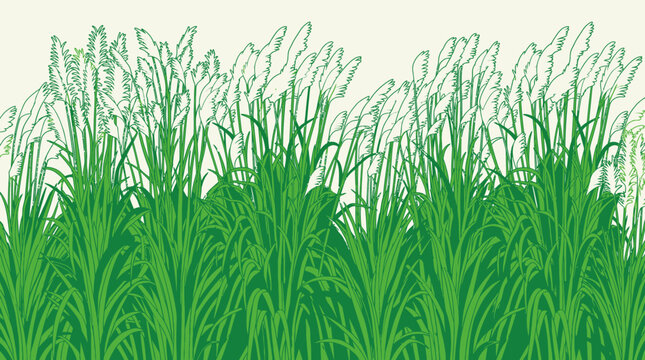 Ilustra&ccedil;&atilde;o vetorial estilizada de grama verde e plantas de campo com contornos brancos, criando um padr&atilde;o bot&acirc;nico decorativo e natural para design gr&aacute;fico e fundos de primavera.