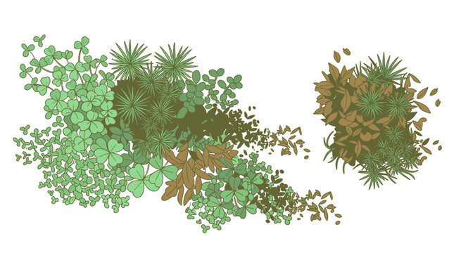 Vista a&eacute;rea de um arranjo de plantas verdes e marrons com diferentes texturas e formas, isoladas em fundo branco.