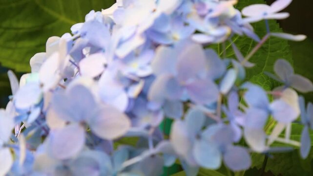 Macro shot of soft blue hydrangea petals with green leaves in the background on a sunny d