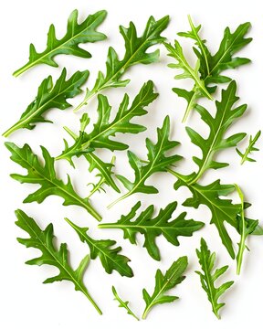 arugula leaves scattered composition isolated on white background