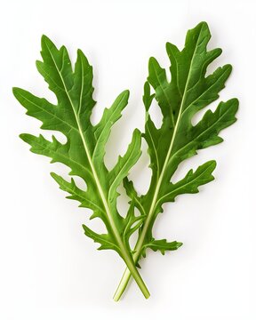 arugula pair leaves isolated on white background